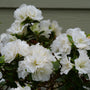 Perfecto Mundo Double White Reblooming Azalea with big fluffy white blooms.