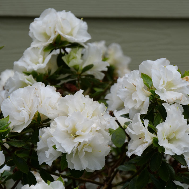 Perfecto Mundo Double White Reblooming Azalea with big fluffy white blooms.