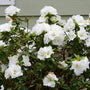 Perfecto Mundo Double White Reblooming Azalea has double the petals with big, full flowers and double the blooms, blooming in the spring and reblooming midsummer to frost.