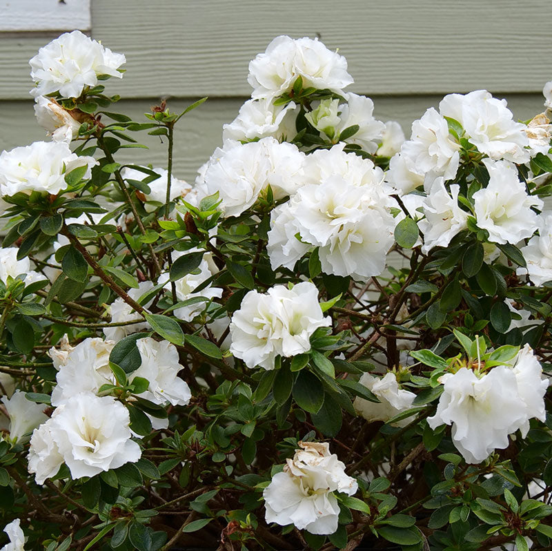 Perfecto Mundo Double White Reblooming Azalea has double the petals with big, full flowers and double the blooms, blooming in the spring and reblooming midsummer to frost.