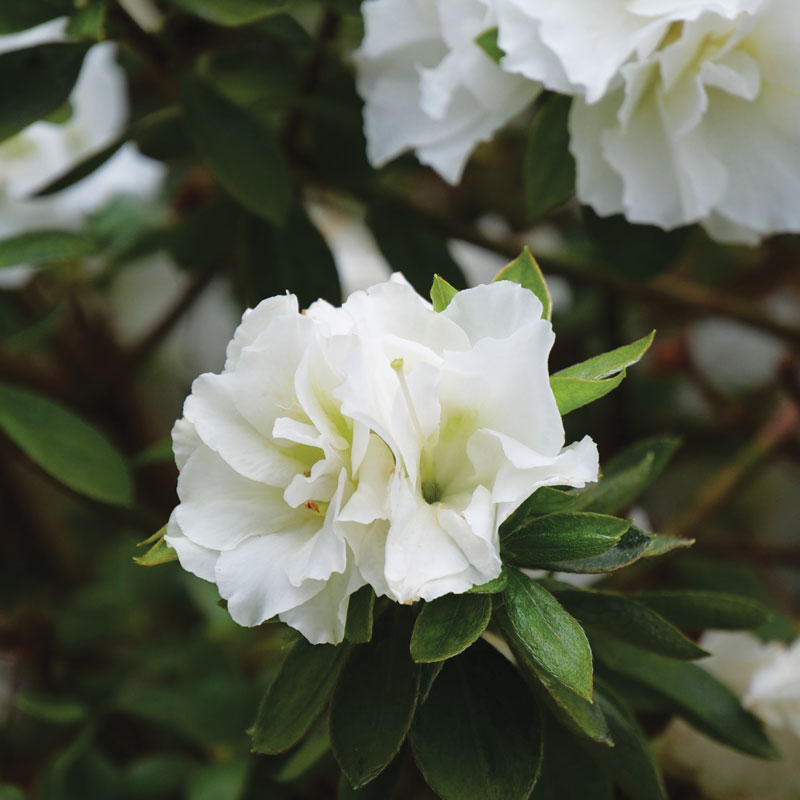 Close up of Perfecto Mundo Double White Reblooming Azalea double white blooms.