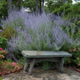 Russian Sage has lavender blue blooms that last for over ten weeks