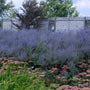 Russian Sage has icy purple and blue tones