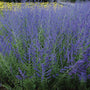 Russian Sage with purple-blue blooms towering over silver foliage. 