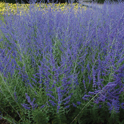Russian Sage with purple-blue blooms towering over silver foliage. 