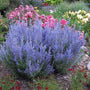 Denim 'n Lace Russian Sage with prolific blue blooms in a garden. 