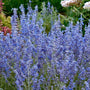 Close-up of the purple-blue blooms and silver foliage of Denim 'n Lace Russian Sage. 