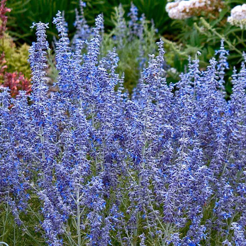 Close-up of the purple-blue blooms and silver foliage of Denim 'n Lace Russian Sage. 