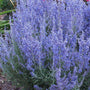 Denim 'n Lace Russian Sage with purple-blue blooms on silver-grey stems. 