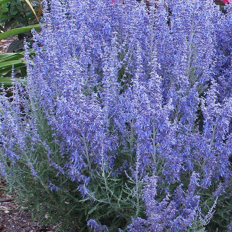 Denim 'n Lace Russian Sage with purple-blue blooms on silver-grey stems. 