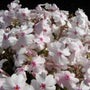 Gros plan sur les fleurs blanches à cœur rose du phlox rampant 'Amazing Grace'.