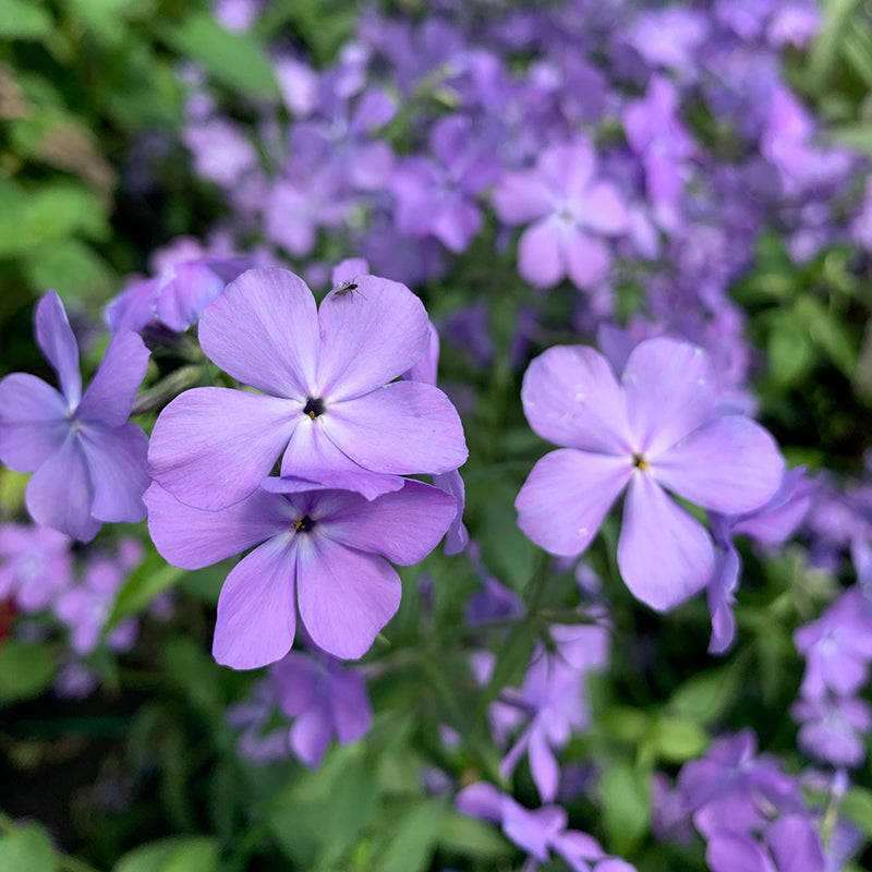 The Blue Moon woodland phlox is a natural fit in a cottage or woodland garden with its whimsical flowers and tidy green foliage.