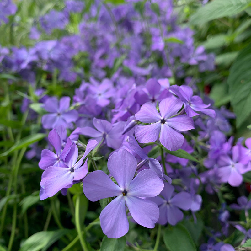 The fragrance from ‘Blue Moon’ woodland phlox is dreamy, like its delicate blue-lavender flower petals!