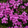 Phlox Magenta Sprite with bright purple-magenta flowers. 