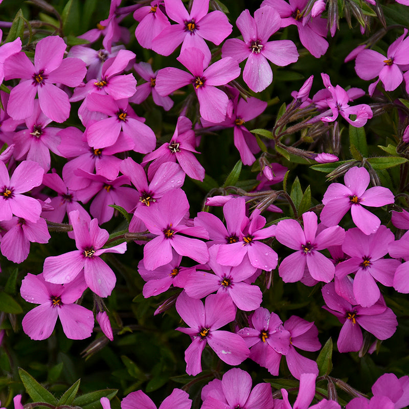 Phlox Magenta Sprite with bright purple-magenta flowers. 
