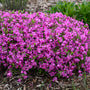 Phlox Magenta Sprite with an abundance of bright purple flowers in a garden. 