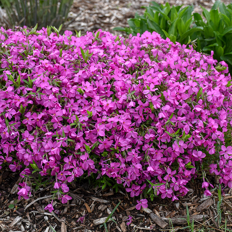 Phlox Magenta Sprite with an abundance of bright purple flowers in a garden. 