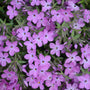 Gros plan sur des fleurs de phlox printanier hybride Rose Sprite violettes en forme d'étoile. 