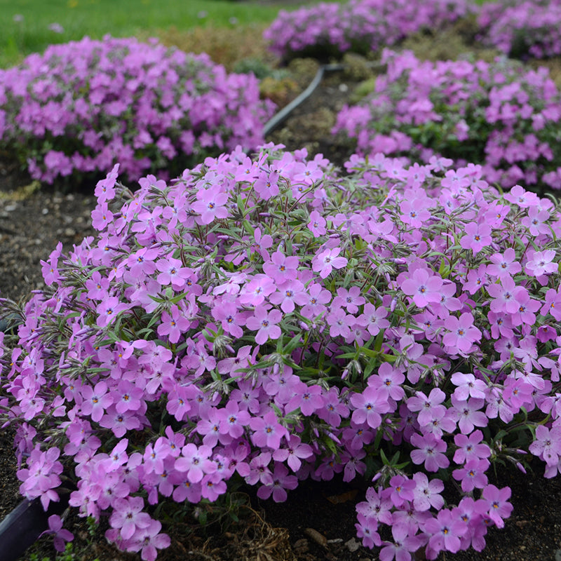 Rose Sprite' Hybrid Spring Phlox | Proven Winners – Great Garden