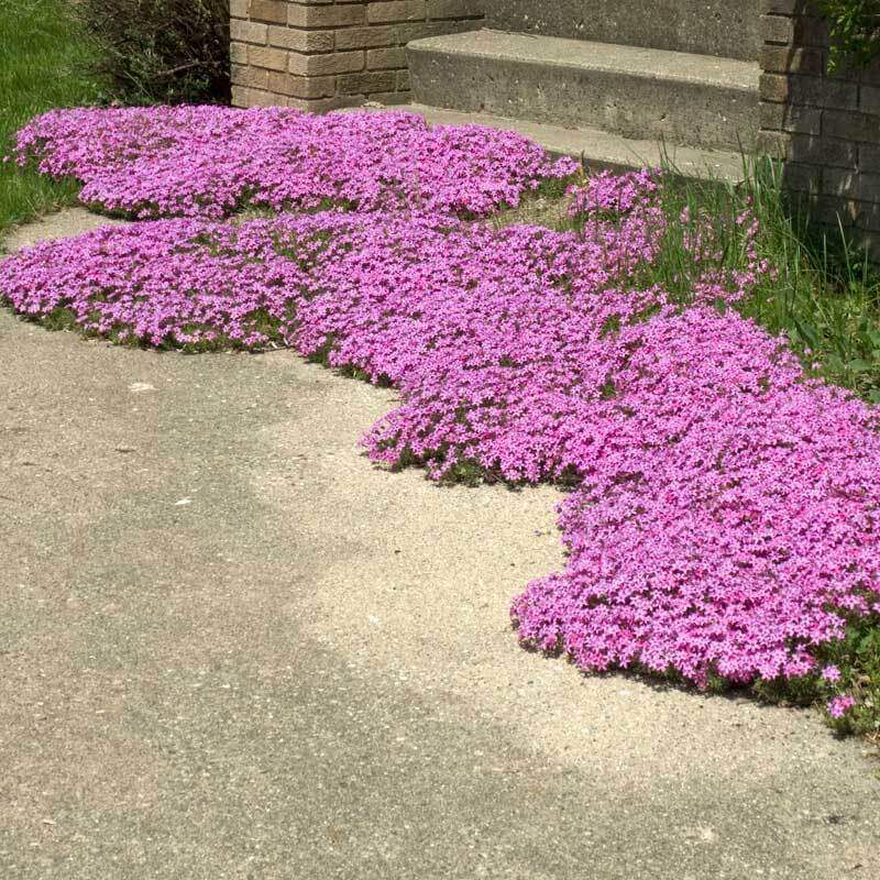 Drummond's Pink Creeping Phlox growing along a pathway. 