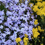 Blue star-shaped blooms of Emerald Blue Creeping Phlox beside yellow flowers. 