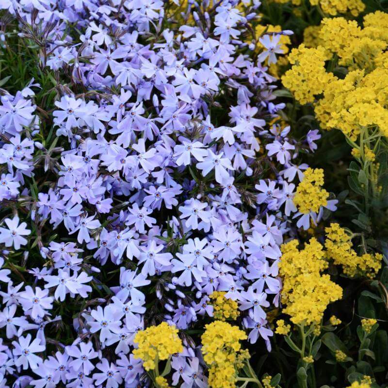 Blue star-shaped blooms of Emerald Blue Creeping Phlox beside yellow flowers. 