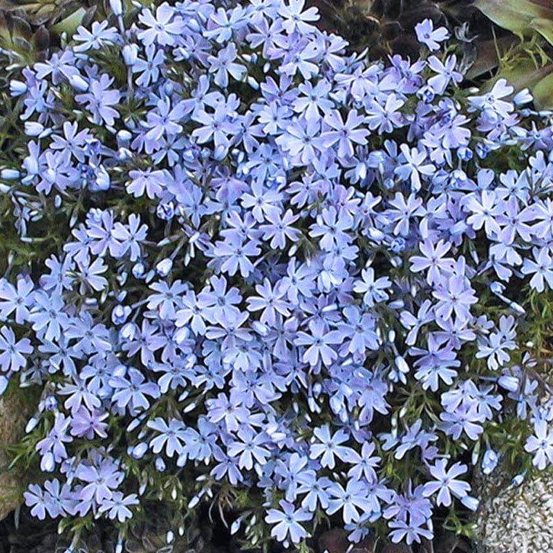 A carpet of Emerald Blue Creeping Phlox blooms. 
