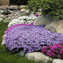 Emerald Blue Creeping Phlox growing in between landscape rocks along with other phlox. 