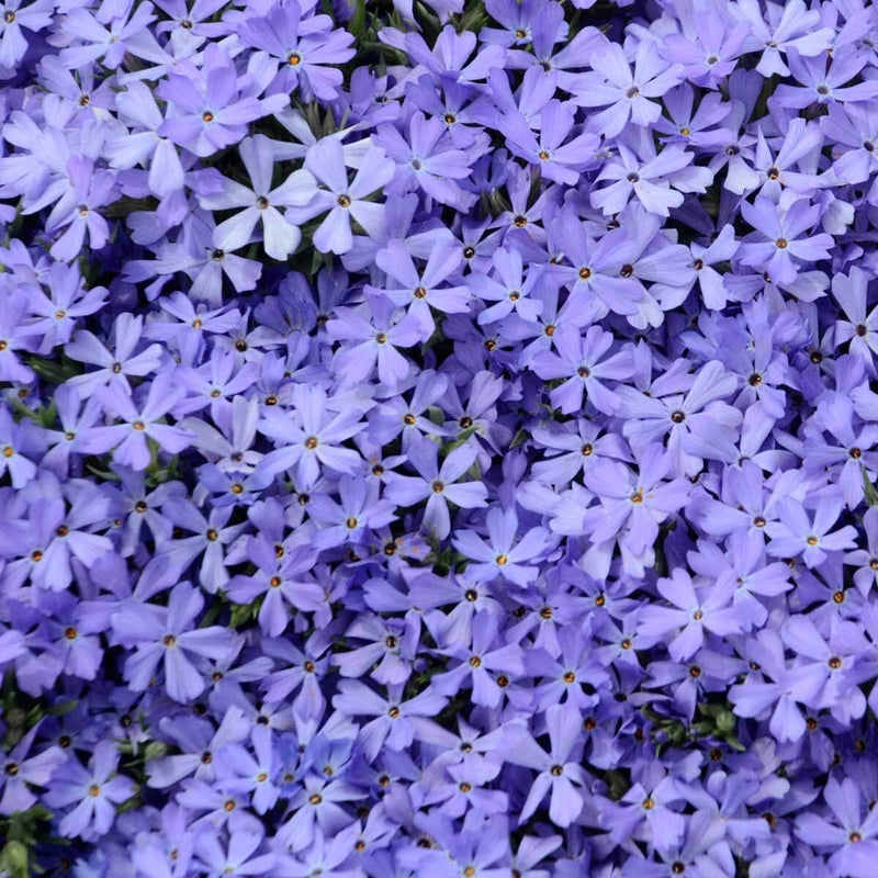 ‘Violet Pinwheels” creeping phlox has 100s of fragrant purple flowers each spring.