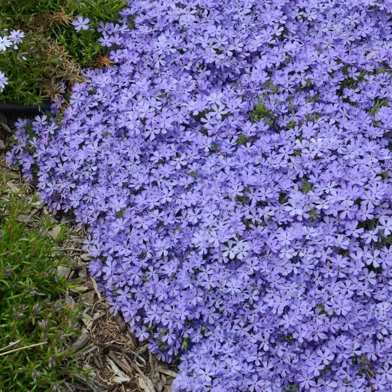 'Violet Pinwheels' makes a stunning addition to landscapes in need of a low-growing groundcover that can grow in difficult soils.