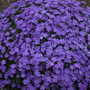 Gros plan sur les nombreuses fleurs indigo-violettes du phlox 'Crater Lake' de montagne.