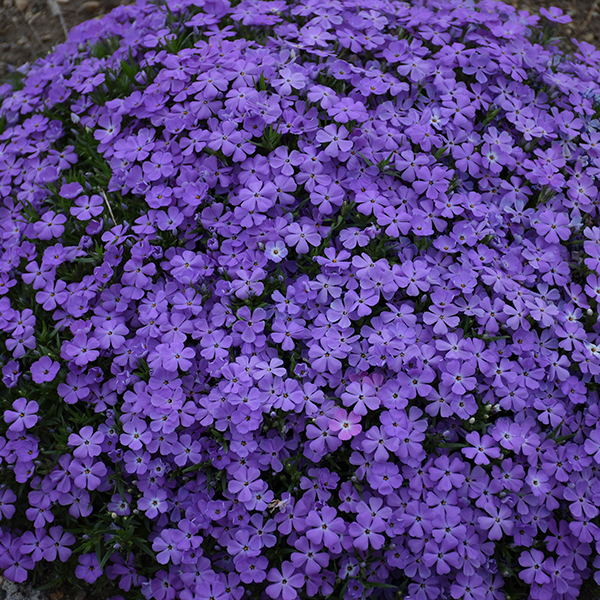 Gros plan sur les nombreuses fleurs indigo-violettes du phlox 'Crater Lake' de montagne.