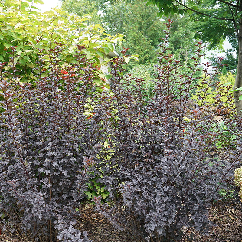 Summer Wine Black Ninebark has very dark purple black foliage