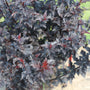 Summer Wine Black Ninebark has soft pink flowers in early summer