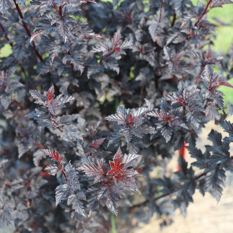 Summer Wine Black Ninebark has soft pink flowers in early summer