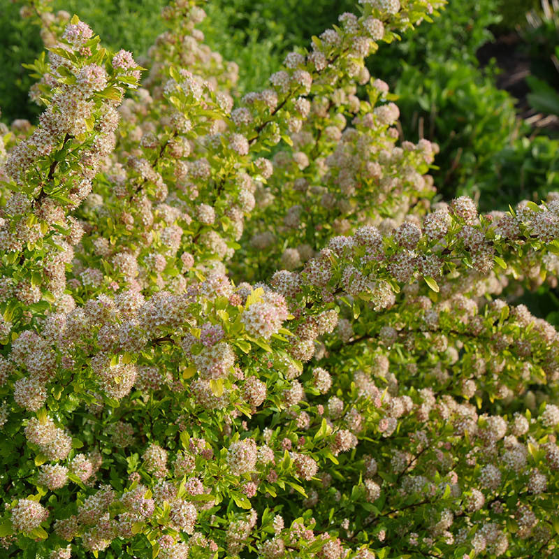 Le Physocarpus tincynum 'Tiny Wine Gold' tolère très bien les sols argileux et alcalins.