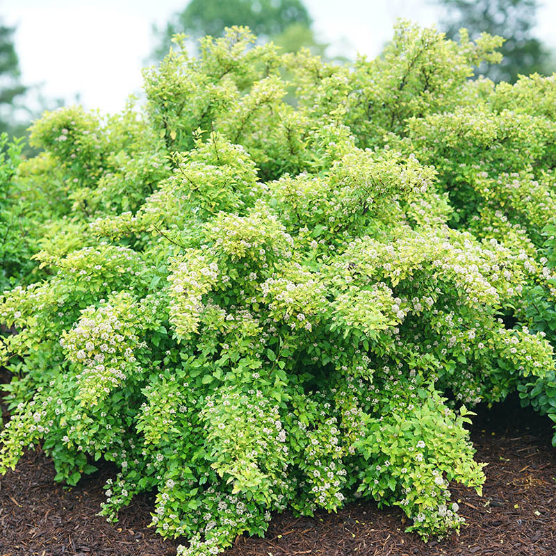 Le Physocarpus 'Tiny Wine Gold' est une espèce indigène qui nécessite peu d'entretien et qui est indigène.