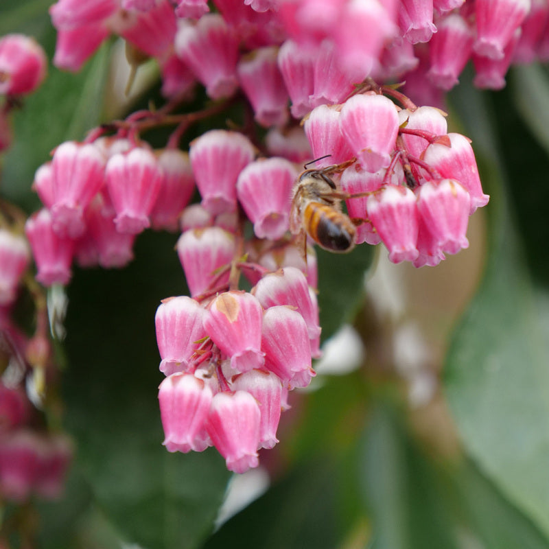 Close-up of a bee on Interstella Lily of the Valley shrub blooms. 