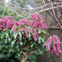 Interstella Lily of the Valley shrub with chains of bell-shaped florets. 