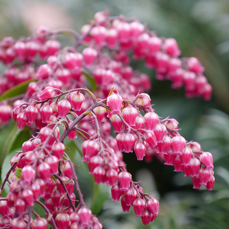 Close-up of the deep pink bell-shaped Interstella Lily of the Valley florets. 
