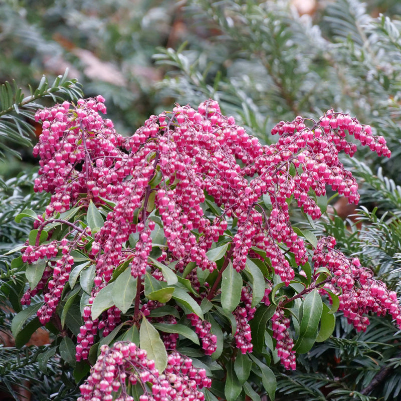 Interstella Lily of the Valley Shrub with chains of deep pink florets. 