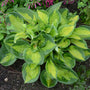 Pocketful of Sunshine Hosta with unique cupped leaves that have chartreuse centers and dark green margins. 
