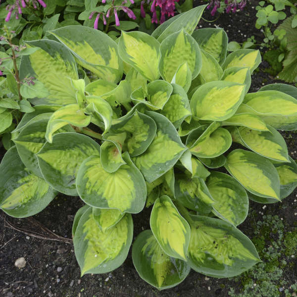 Pocketful of Sunshine Hosta with unique cupped leaves that have chartreuse centers and dark green margins. 