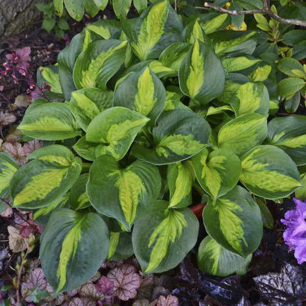 Pocketful of Sunshine Hosta with cupped dark green and chartreuse foliage in a garden with coral bells. 