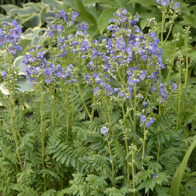 L'Escautia Jacob's Ladder, d'un bleu véritable, fleurit sur de hautes tiges gracieuses. 