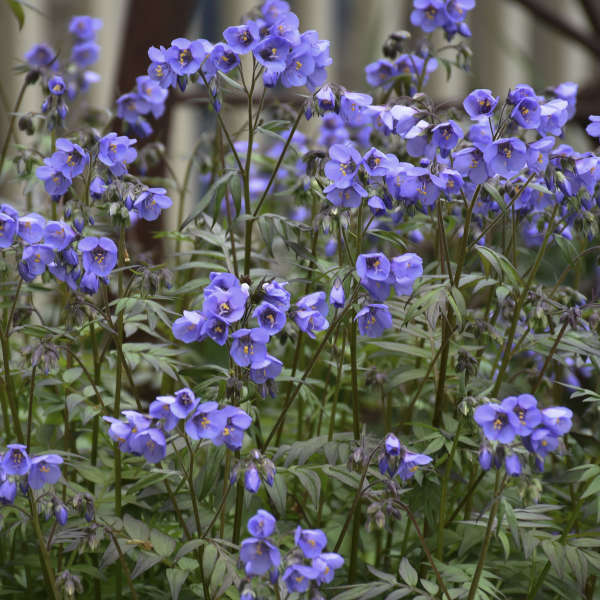 Heaven Scent Jacob's Ladder with stunning bell-shaped purple flowers floating above fern-like foliage. 