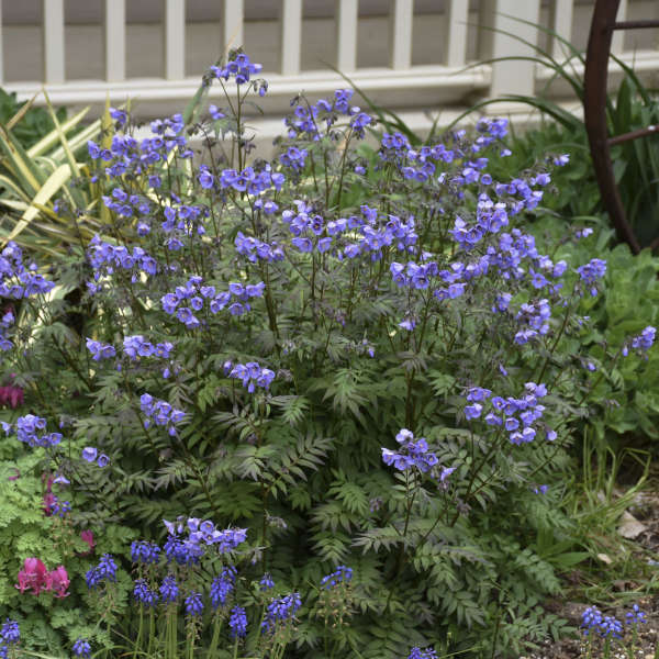 Heaven Scent Jacob's Ladder with bell-shaped flowers in a landscape. 