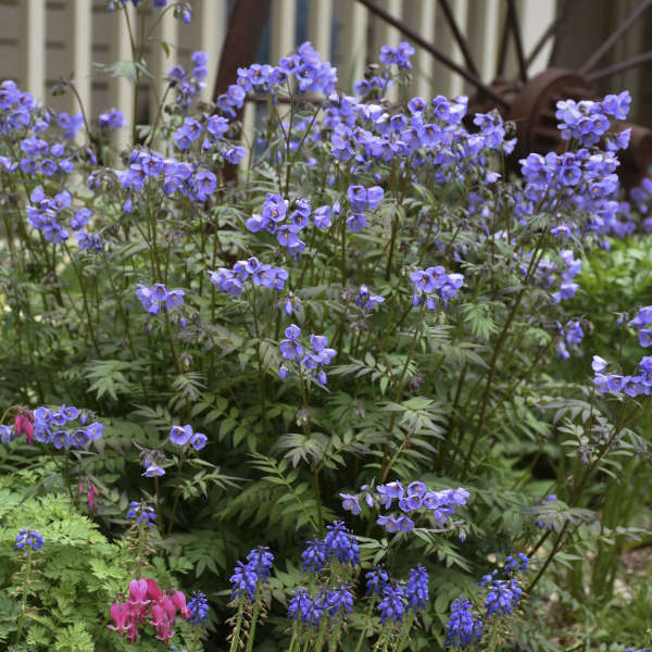 Heaven Scent Jacob's Ladder with purple bell-shaped flowers floating above fern like foliage. 