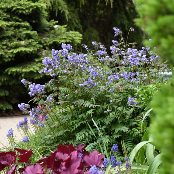Heaven Scent Jacob's Ladder with purple flowers and fern-like foliage in a garden. 