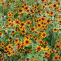 Rudbeckie à œil brun « Prairie Glow » avec une profusion de fleurs rouge feu, orange et jaune. 